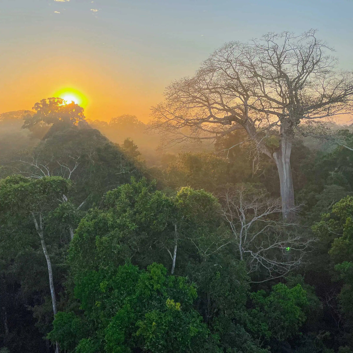 Regenwald in Peru bei Sonnenaufgang